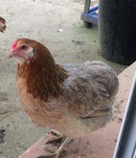 Un pollo marrone e arancione in un giardino