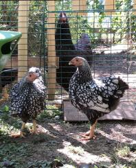 Due polli wyandotten fuori in un giardino