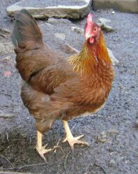 Gallina di Welsummer