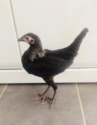 Un pollo nero piccolo e magro