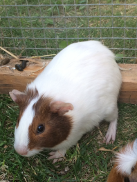 Pastinaca Agouti