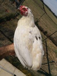 Un pollo bianco stava sulla mano dei suoi proprietari in un giardino dietro una rete