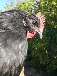 Un'immagine ravvicinata di un pollo nero al sole