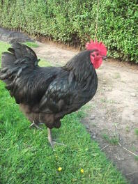 Galletto Australorp