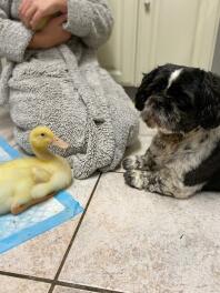 Un cane e la sua anatra