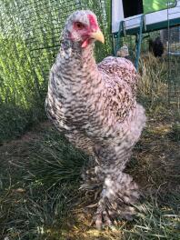 Un pollo bantam con piume bianche e marroni