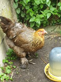 Una bella gallina brahma che si Gode il giardino.