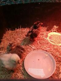 2 silkies 1 Campine di 4 settimane