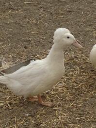 Questo è Daphnie, un bellissimo pekin crestato. L'ho persa a causa di un predatore durante la metà della giornata