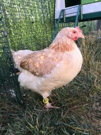 Un pollo arancione e bianco con un collare intorno alla caviglia all'interno di un recinto per animali