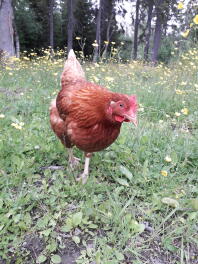 Un pollo marrone in un giardino con fiori di ranuncolo