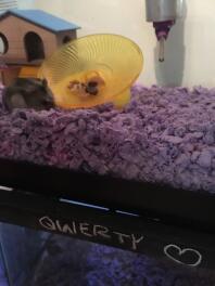 Hamster qwerty si sta adattando alla sua nuova casa!