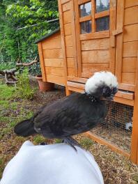 Pollo davanti al pollaio di legno