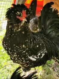 Galletto houdan bantam