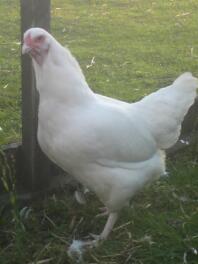 gallina ixworth