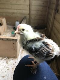 Così dolce! 2,5 settimane di vita. Wheaten Marans, galletto dall'aspetto del pettine e nero tra le piume (immagino)