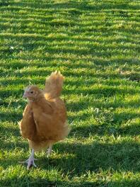 Buff Orpington Chick libero