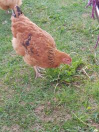 Buff Orpington in libertà