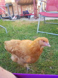 Curioso Buff Orpington