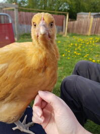 Curioso Buff Orpington