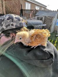 Loki pensa di essere un pappagallo! - Buff Orpington Chick