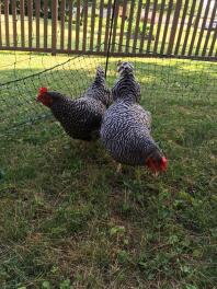 Ecco due rocce barrate, Georgia e Miss Pepper Pot, che si godono il loro campo libero!