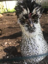 Coco the white Sussex x Polish bantam!