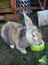 Tartufo il mio salto gigante di 12 anni! :-)