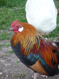 il mio bantam rosecomb