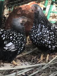 Sadie e Sybil, Wyandottes intrecciate d'argento bantam