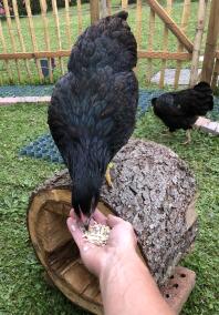 Nutrire a mano un pollo barnevelder.