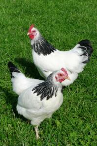 2 polli sull'erba