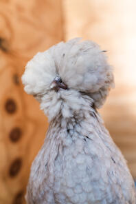 Un pollo polacco con belle piume.