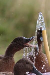 Acqua!!!