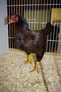 Pollo in gabbia