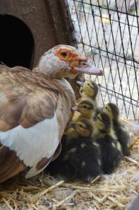 Cioccolato pezzato muscovy con anatroccoli