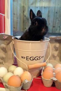 George custodisce le uova dei suoi amici! Ama i suoi amici gallinacei anche se non vogliono giocare con lui e ignorarlo!