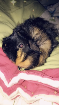 Minnie, la mia cavia abissina.