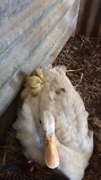 Gallina indiana del corridore con i suoi anatroccoli