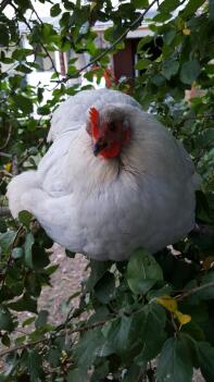 Pollo in giardino