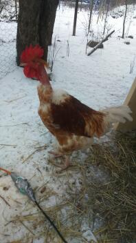 Un pollo bianco e arancione nel Snow