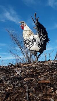 Argento Appenzeller spitzhauben