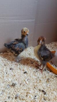 Vorwerk e Barnevelder Chicks