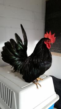 Chabo nero giapponese bantam