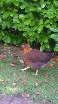 Un pollo marrone e arancione in un giardino