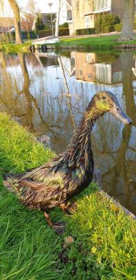 Anatra Cayuga alla luce del sole vicino all'acqua