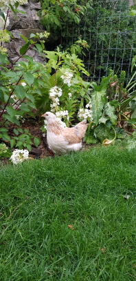 Un pollo bianco e marrone in un giardino dietro una rete