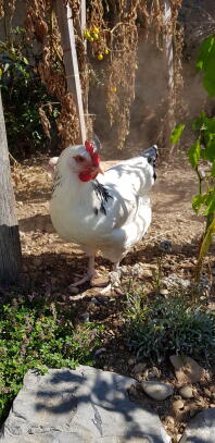 Un pollo bianco su un giardino