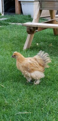 Un pollo arancione e bianco stava su un prato del giardino