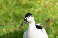 Anatra pezzata gazza (Magpie Duck)